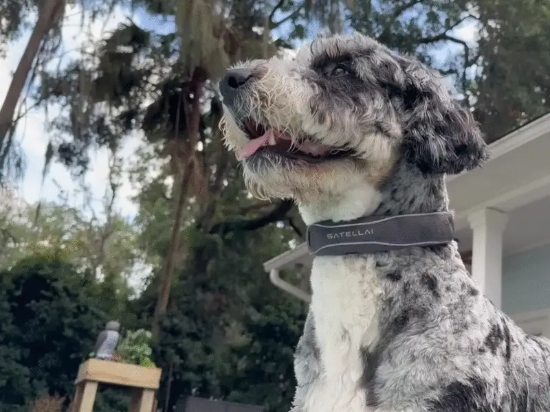 SATELLAI Collar Review Smart GPS and AI Wellness for Dogs