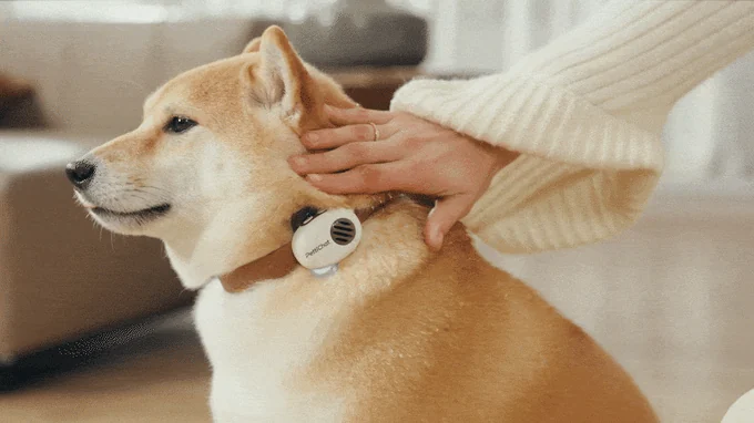 A Shiba Inu wearing the PettiChat module on its collar while an owner strokes its neck.